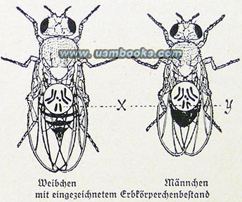 Nazi theory of heredity